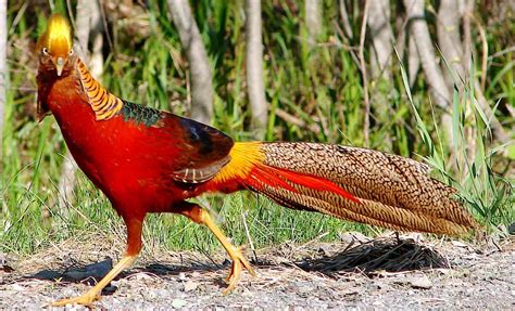 Golden Pheasant Beautiful Bird Basic Facts And Pictures Beauty Of Bird