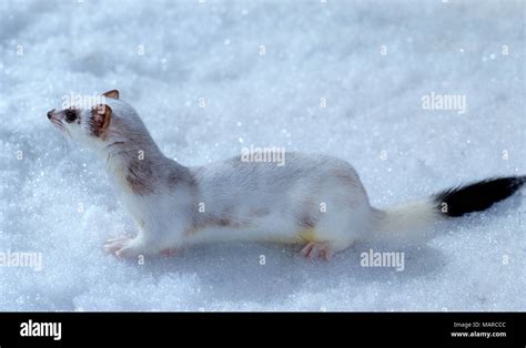 Stoat In Snow Hi Res Stock Photography And Images Alamy