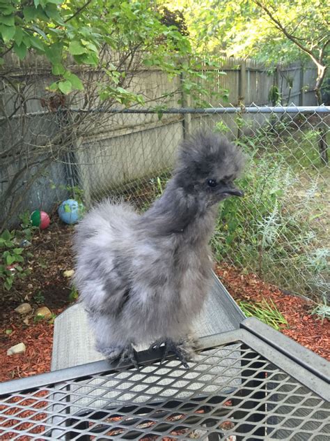 Sexing My Mini Chickens Backyard Chickens Learn How To Raise Chickens