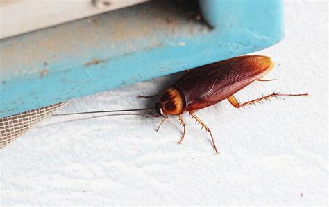 Tackling Cockroach Infestations In Las Vegas