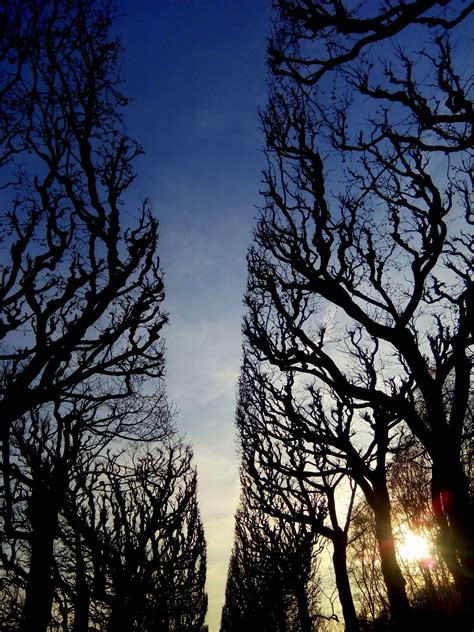 Free Images Tree Nature Forest Branch Winter Light Cloud Sky