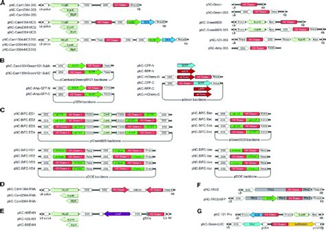 Schematic Diagrams Of Pnc Vectors Pnc Vectors For A Ectopic Gene