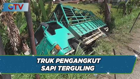 Lalai Tarik Rem Tangan Truk Pengangkut Sapi Terguling Di Agam Sumbar