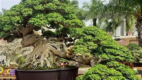 Bonsai Sancang Ganesa Memang Mantap Jiwa The Best In Show Pamnas