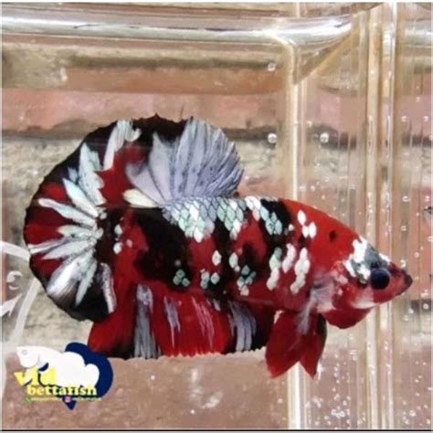 Cupang Red Koi Cooper Vid Betta Fish