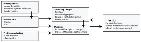 Microorganisms Free Full Text Pseudomonas Spp In Canine Otitis Externa