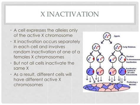 PPT Sex Determination And Sex Linkage PowerPoint Presentation Free