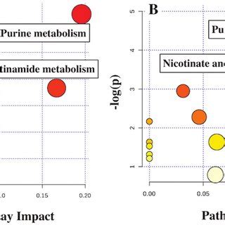 LGG Treatment Downregulates Purine Nicotinate And Nicotinamide