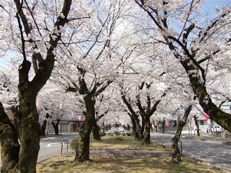 大宮通りの桜並木｜三遠南信地域観光情報サイト めぐる！三遠南信