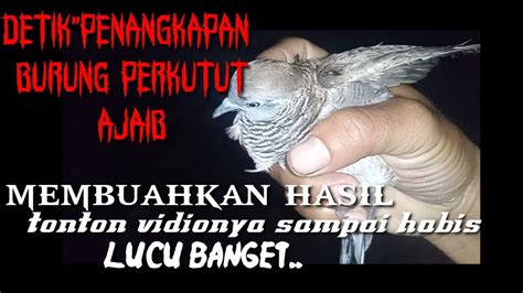 MENANGKAP BURUNG PERKUTUT AJAIB DIMALAM HARI Membuahkan Hasil YouTube