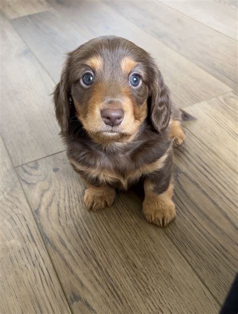 FAQ — Dear Dachshunds