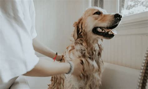 Dog Itching? A Complete Guide to Treating Your Pup's Itchy Skin - Azestfor