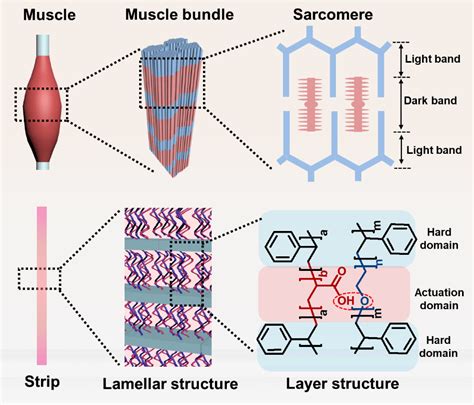 东华大学杨曙光教授团队Adv Sci 与骨骼肌相媲美的聚合物人工肌肉驱动器 Wang 结构 Sci