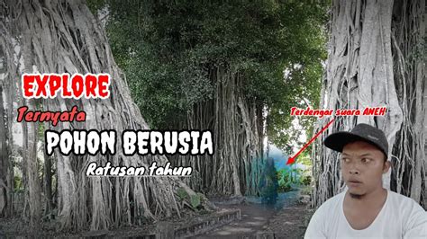 EXPLORE MENEMUKAN POHON Berusia Ratusan Tahun YouTube