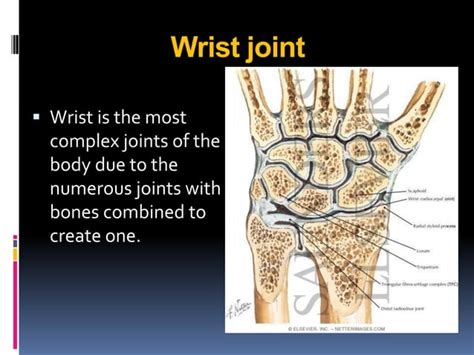 wrist joint of human being | PPT