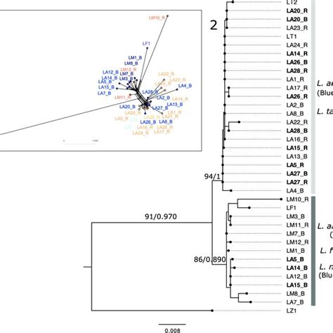 Phylogenetic Network 1 And Maximum Likelihood Ml Raxml 2 Tree