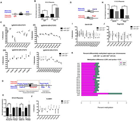 Mir Regulates Glycogen Trophoblast Proliferation And Dna