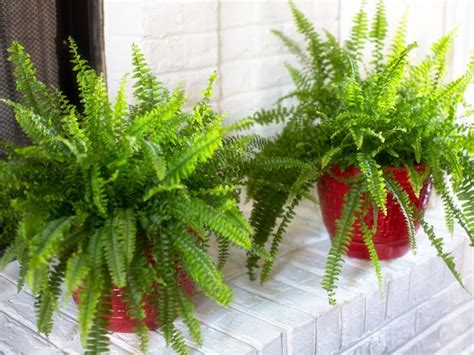 How To Care For Outdoor Ferns