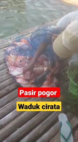 Panen Ikan Nila Merah Wadukcirata Strike Bertubi Tubi YouTube