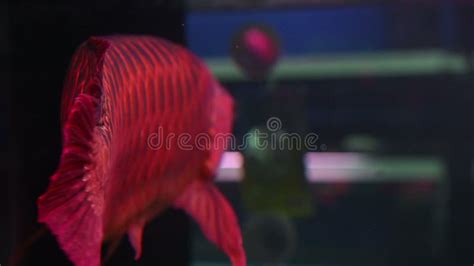 Red Arowana Fish Group Stock Video Video Of Tank Huge