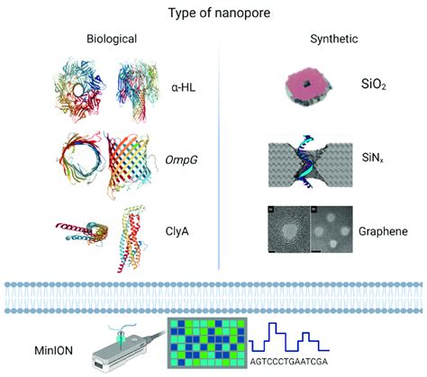 Types Of Nanopores With Examples Of Biological Nanopore Structures