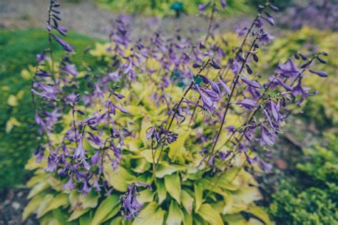 Hosta 'Lemon Lime' - Plantain Lily 'Lemon Lime' - New York Plants HQ