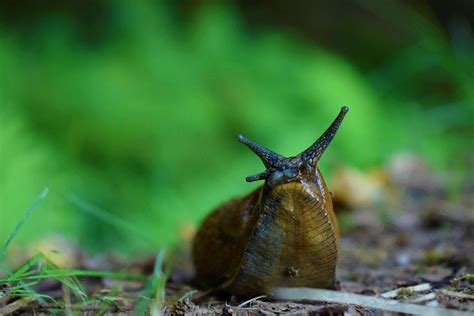 Slugs vs Snails: Understanding the Differences - The Snail's Trail