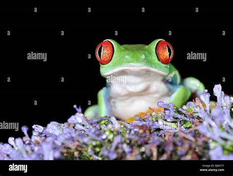 Una de las más hermosas criaturas en el planeta tierra la rana