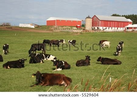 Red Wisconsin Dairy Barns With Cows Stock Photo 5529604 Shutterstock