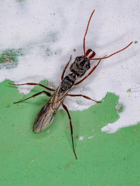 Hembra Adulta De La Hormiga Reina De La Mand Bula Trampa Alada Del