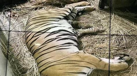 After 18 years, 2 Royal Bengal tiger cubs born in Delhi zoo | Latest ...