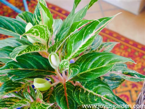 Chinese Evergreen Care And Growing Tips Joy Us Garden