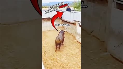 Manusia Ini Bisa Jadi Korban Keganasan Si Banteng YouTube