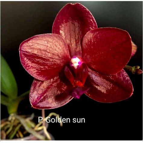 Jual Anggrek Remaja Bulan Golden Sun Hybrid Taiwan Shopee Indonesia