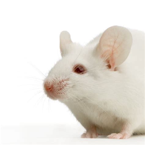 White Mouse stock image. Image of hair, pest, hairy, curious - 2331231