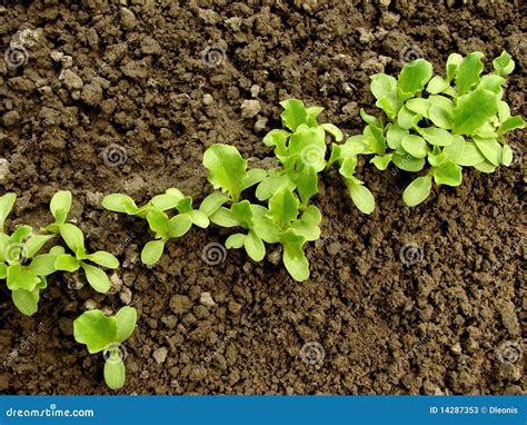 Lettuce seedlings stock image. Image of greens, fresh - 14287353