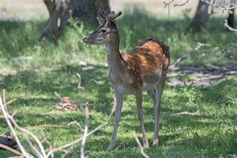 Fallow Deer Damhert Dama Dama Amsterdamse Waterleidingdu Flickr