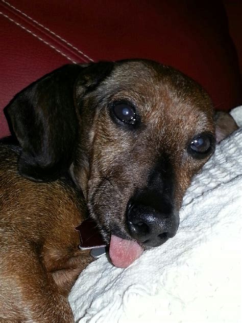 Why Should You Adopt a Senior Doxie? | DARE to Rescue