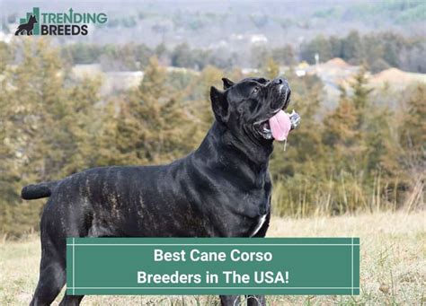 11 Best Cane Corso Breeders in The USA! (2024)