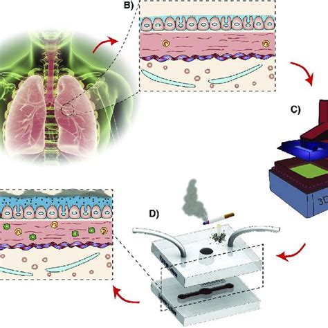 Pdf A Rapidly Prototyped Lung On A Chip Model Using 3d Printed Molds