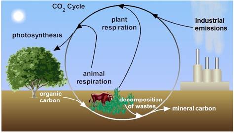 Carbon Dioxide Oxygen Cycle