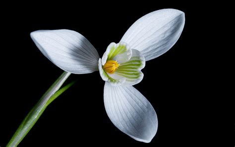 Snowdrop HD desktop wallpaper : Widescreen : High Definition : Fullscreen