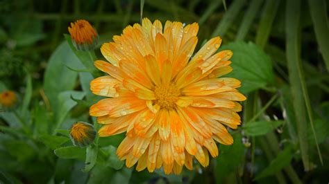 Images Gratuites la nature fleur Prairie prairie pétale