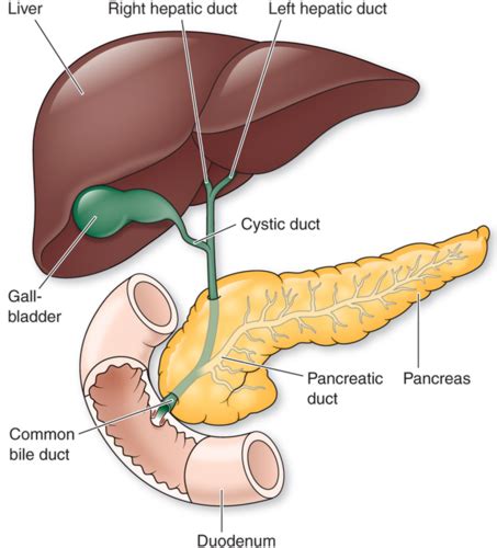 Chapter Gallbladder Pancreatic And Bile Duct Dysfunction