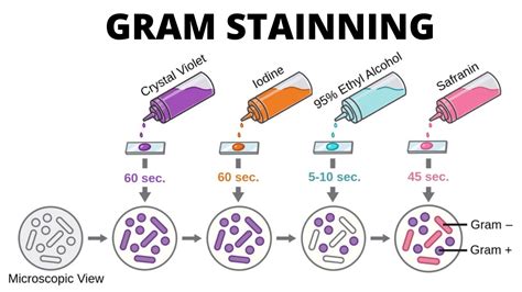 Gram Stain Gram Staining Procedure Technique Youtube