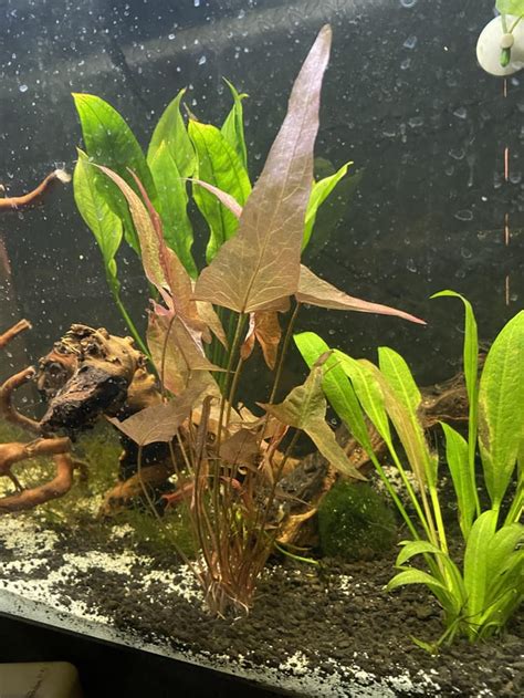 Lethargic Cherry Barbs, not sure how to help them : r/Aquariums