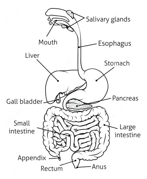 Printable Diagram Digestive System Free Printable Digestive