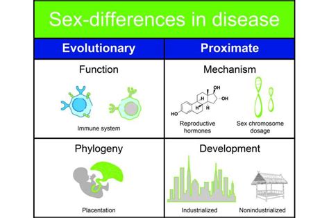 Scientists Develop New Hypothesis To Explain Sex Differences In Human