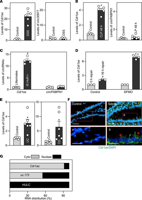 Jci Insight Circular Rna Cdr As Inhibits Proliferation And Delays