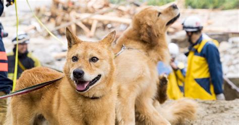 災害救助犬の夢之丞とハルクもレスキュー出動、行方不明者を捜索 犬・猫との幸せな暮らしのためのペット情報サイト「sippo」